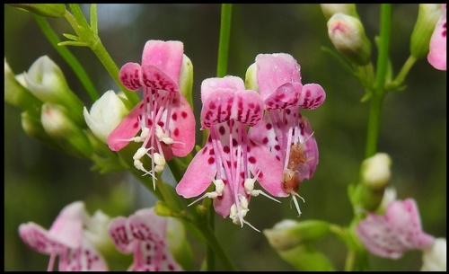 Dicerandra cornutissima