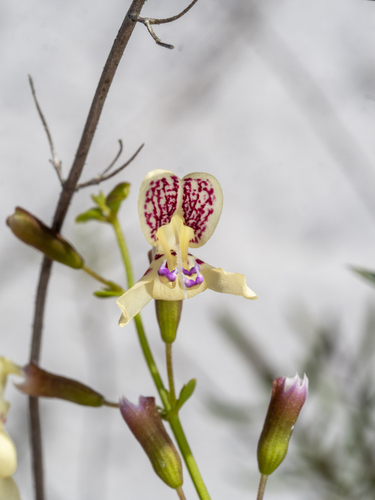 Dicerandra frutescens (Scrub mint) — photo