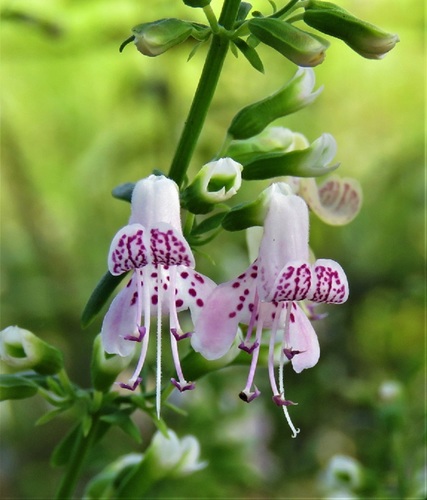Dicerandra frutescens (Scrub mint) — photo