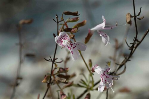 Dicerandra frutescens