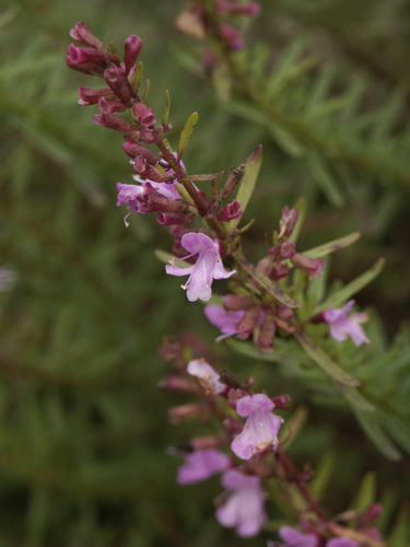 Dicerandra immaculata (Lakela's mint) — photo