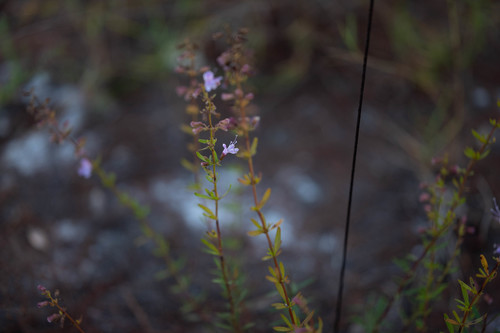 Dicerandra immaculata (Lakela's mint) — photo