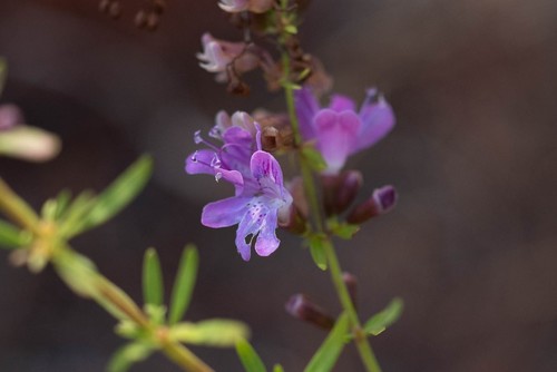 Dicerandra immaculata