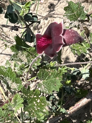 Dicerocaryum forbesii — photo