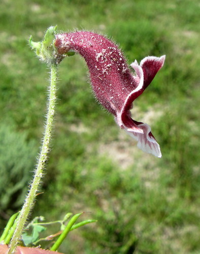 Dicerocaryum forbesii — photo