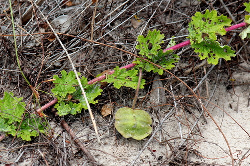 Dicerocaryum forbesii