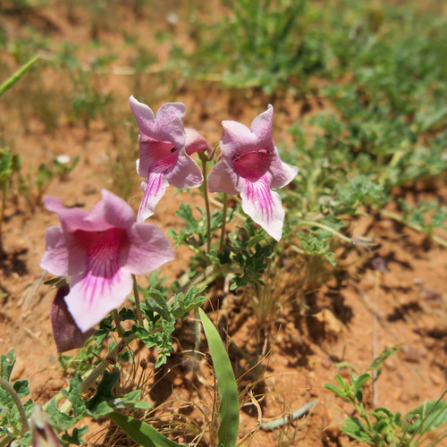 Dicerocaryum senecioides (Devil's thorn) — photo
