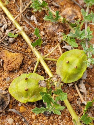 Dicerocaryum senecioides (Devil's thorn) — photo