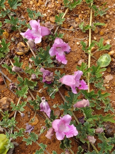 Dicerocaryum senecioides