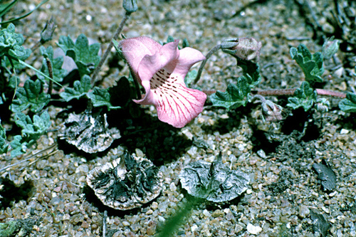 Dicerocaryum zanguebarium (Boot protectors) — photo