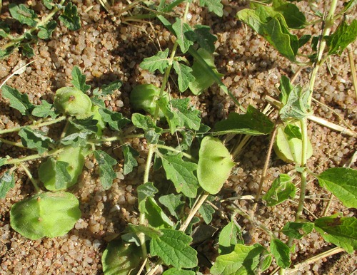 Dicerocaryum zanguebarium (Boot protectors) — photo
