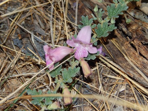 Dicerocaryum zanguebarium