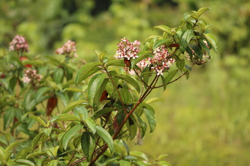Dichaetanthera africana — photo