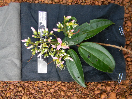 Dichaetanthera africana