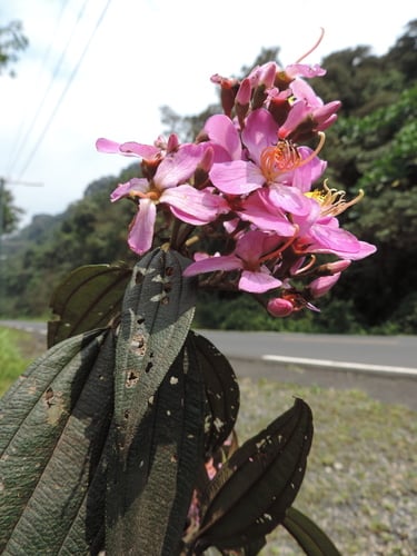 Dichaetanthera corymbosa — photo