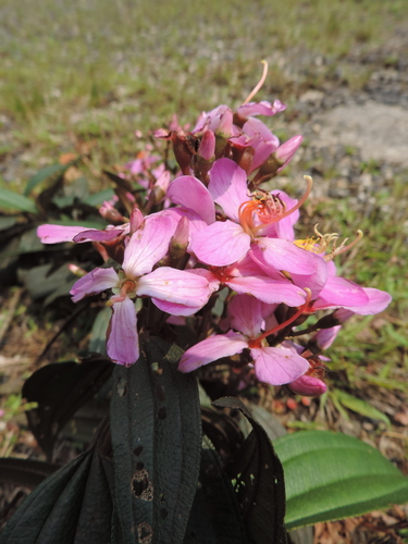 Dichaetanthera corymbosa