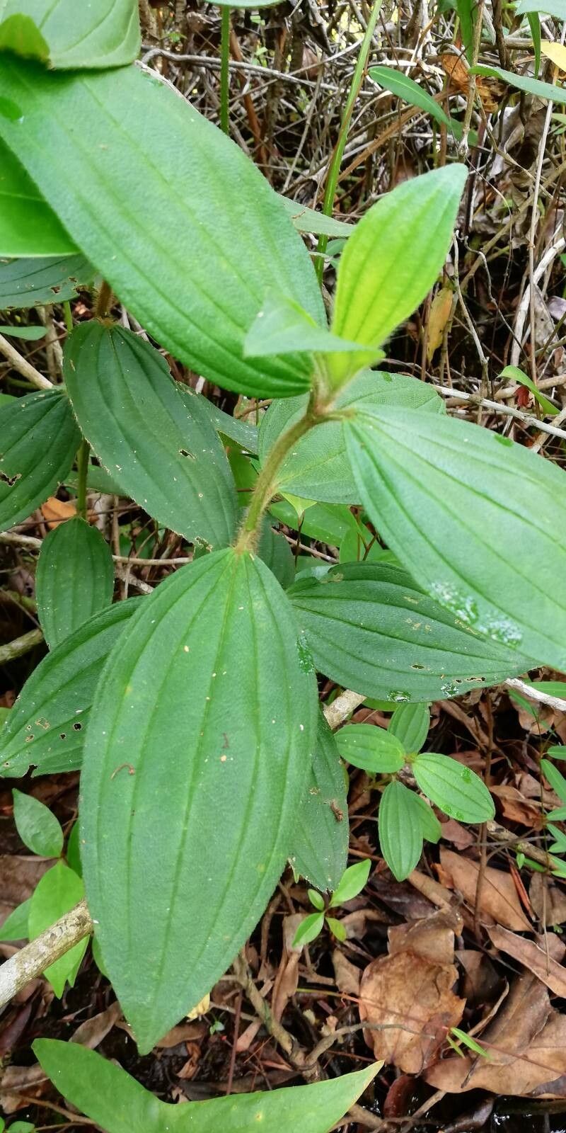 Dichaetanthera strigosa