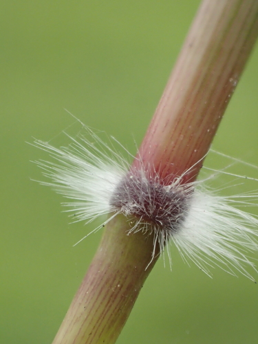 Dichanthium annulatum (Bluegrass) — photo