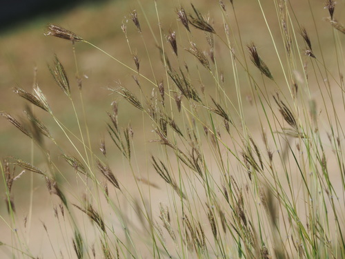 Dichanthium annulatum (Bluegrass) — photo