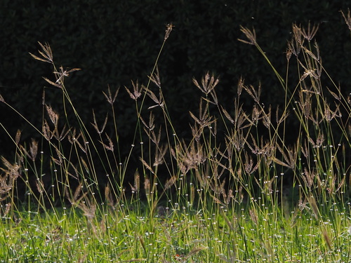 Dichanthium annulatum