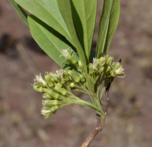 Dichapetalum cymosum (Poison leaf) — photo