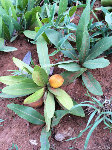 Dichapetalum cymosum (Poison leaf) — photo