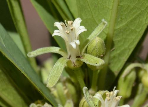 Dichapetalum cymosum