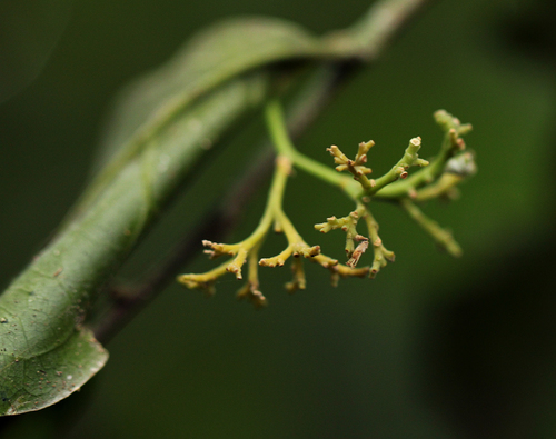 Dichapetalum madagascariense — photo