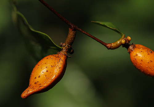 Dichapetalum mombuttense — photo