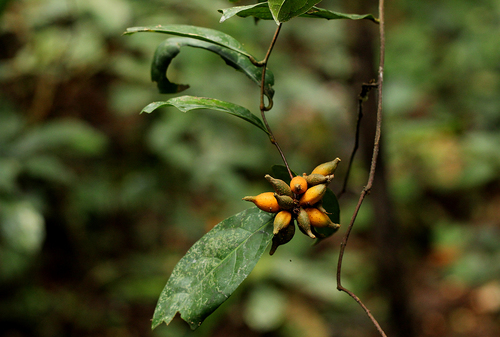 Dichapetalum mombuttense