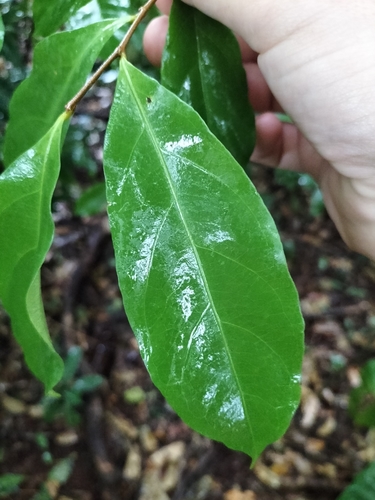 Dichapetalum papuanum — photo