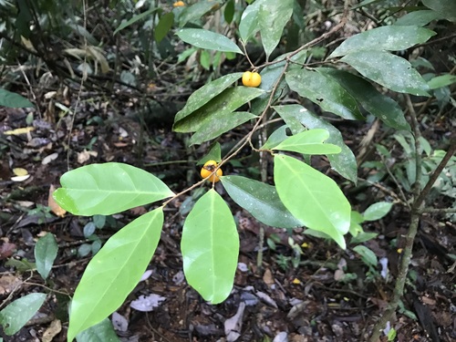 Dichapetalum papuanum