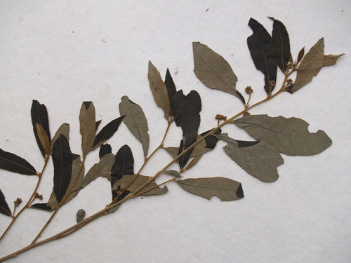 Dichapetalum rhodesicum — photo