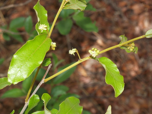 Dichapetalum rhodesicum