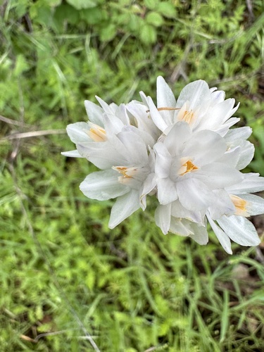 Dichelostemma capitatum subsp. pauciflorum (Bluedick) — photo
