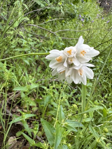 Dichelostemma capitatum subsp. pauciflorum (Bluedick) — photo