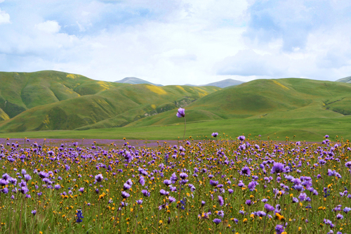 Dichelostemma capitatum subsp. pauciflorum