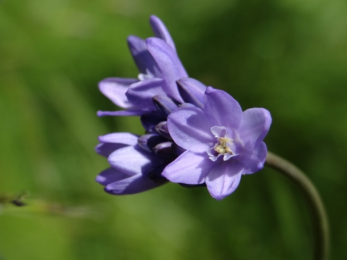 Dichelostemma congestum (Fork-toothed ookow) — photo