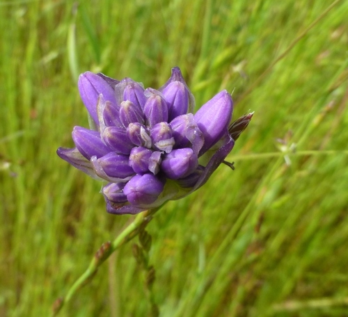Dichelostemma congestum (Fork-toothed ookow) — photo