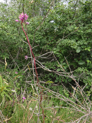Dichelostemma volubile — photo