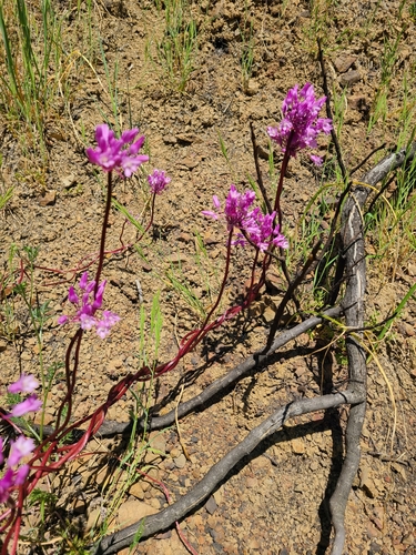 Dichelostemma volubile — photo