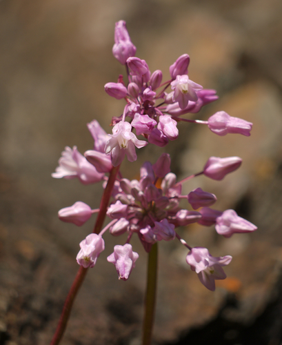Dichelostemma volubile