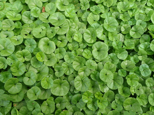 Dichondra micrantha — photo