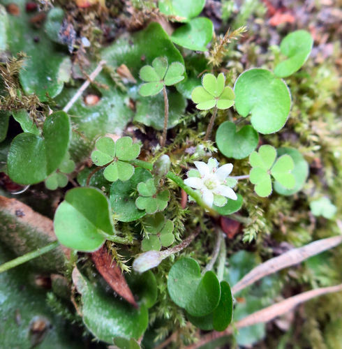 Dichondra micrantha — photo