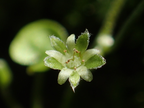 Dichondra micrantha