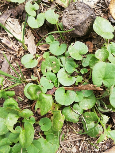 Dichondra microcalyx