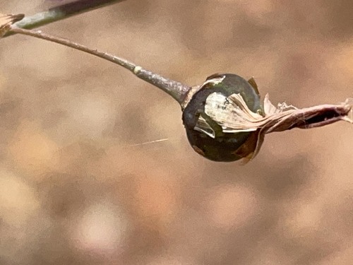 Dichopogon capillipes (Chocolate lily) — photo