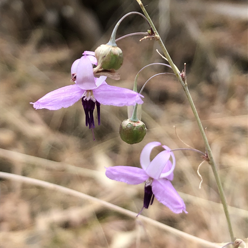 Dichopogon capillipes (Chocolate lily) — photo