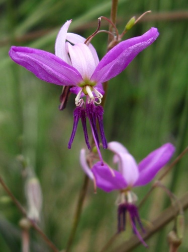 Dichopogon capillipes