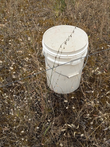 Dichopogon fimbriatus (Nodding chocolate lily) — photo